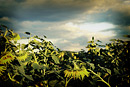 An artistic image of a field of sunflowers