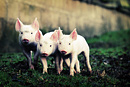 Three little piglets run across a muddy field